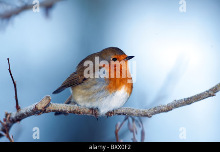 Robin ( Erithacus rubecula ) arroccato sul piccolo ramo d'inverno. Foto Stock