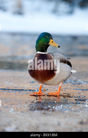 Maschio di Mallard duck camminando sul lago ghiacciato. ( Anas platyrhychos ) Foto Stock