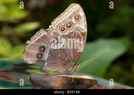 Blue Morpho Butterfly, Morpho peleides, alla stazione di alimentazione, Tropical Butterfly House Sheffield, Inghilterra Foto Stock