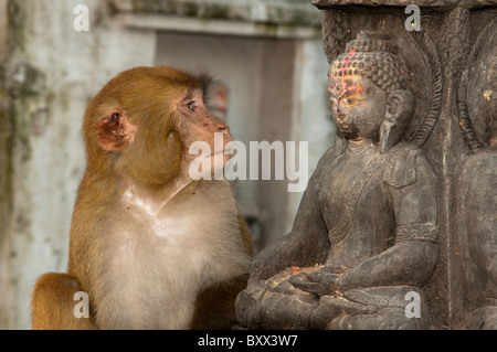 Chi è il Buddha? Monkey e la statua di Swayambunath, il Tempio delle Scimmie a Kathmandu in Nepal Foto Stock