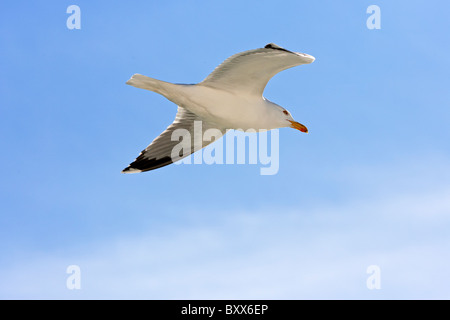 Giallo per adulti zampe (gabbiano Larus michahellis) battenti Foto Stock