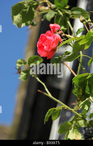 Gawsworth Old Hall, Inghilterra. Inizio Veduta autunnale di rose in piena fioritura sul west elevazione di Gawsworth Old Hall. Foto Stock