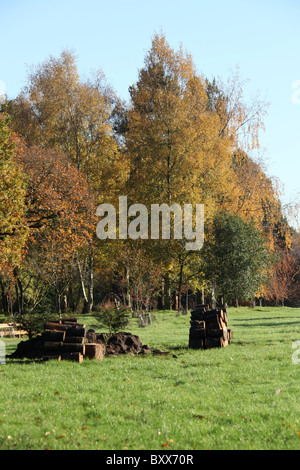 Jodrell Bank Arboretum, Inghilterra. Pittoresca Veduta autunnale della 35-acro Jodrell Bank Arboretum. Foto Stock