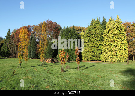 Jodrell Bank Arboretum, Inghilterra. Pittoresca Veduta autunnale della 35-acro Jodrell Bank Arboretum. Foto Stock