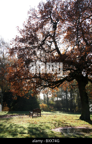 Jodrell Bank Arboretum, Inghilterra. Pittoresca Veduta autunnale della 35-acro Jodrell Bank Arboretum. Foto Stock