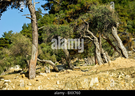 Ulivo secolare sull'isola di Thassos Grecia Foto Stock