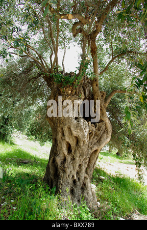 Ulivo secolare sull'isola di Thassos Grecia Foto Stock