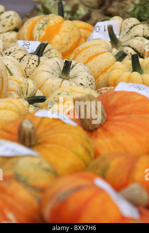 Norton Priory Museum & Gardens. Varietà di zucche in vendita durante la mela cotogna e Apple il giorno in Norton Priory Walled Garden. Foto Stock