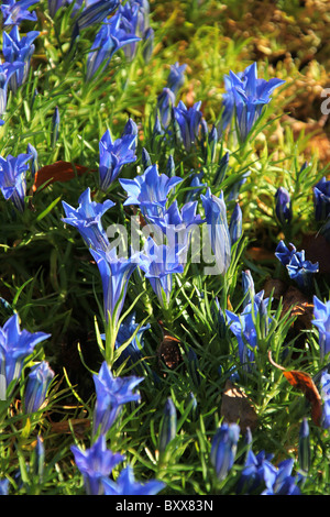 Ness Botanic Gardens, Inghilterra. Veduta autunnale di Gentiana sino-ornata in piena fioritura a Ness Botanic Gardens. Foto Stock