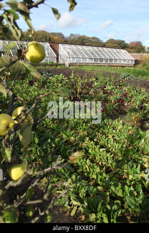 Station wagon di Tatton Park, Inghilterra. Veduta autunnale di Tatton Park murata orto. Foto Stock