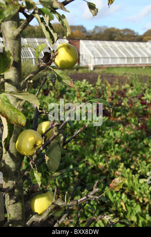 Station wagon di Tatton Park, Inghilterra. Veduta autunnale di Tatton Park murata orto. Foto Stock