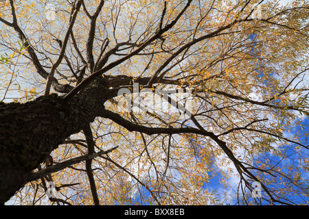 albero di autunno Foto Stock