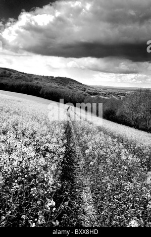 Southdowns vicino Duncton , West Sussex Foto Stock