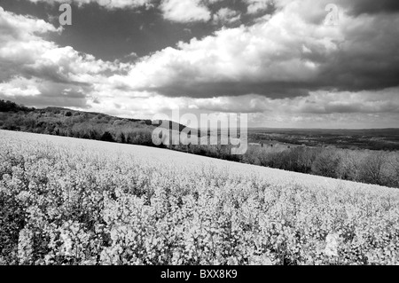 Southdowns vicino Duncton , West Sussex Foto Stock