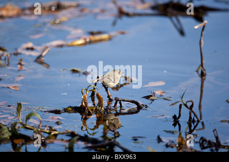 Ruby-incoronato kinglet (Regulus calendula) posatoi su un ramo galleggiante su un laghetto nel Texas orientale, Stati Uniti d'America. Foto Stock