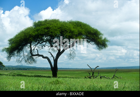 Ombrello acacia, Acacia tortilis, var heteracantha, Serengeti National Park, Tanzania Foto Stock