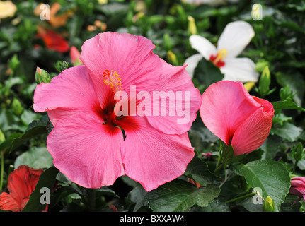 Ibisco rosa che cresce in un giardino tropicale. Foto Stock