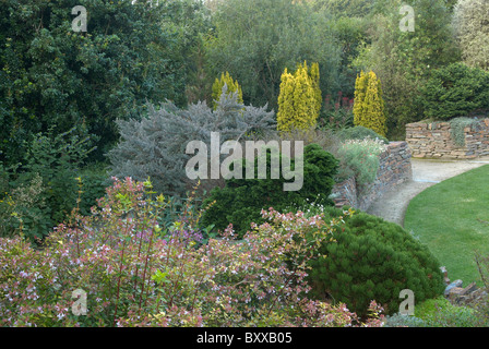 Fuchsia microphylia nel fogliame giardino rhs rosemoor devon uk Foto Stock