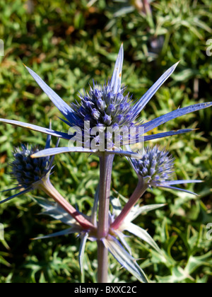 Mare Mediterraneo Holly Eryngium bourgatii Apiaceae fiori selvatici che crescono in Picos de Europa Mountains nella Spagna settentrionale Foto Stock