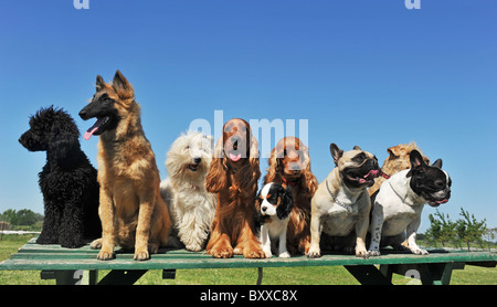 Gruppo di cuccioli cani di razza su un tavolo Foto Stock