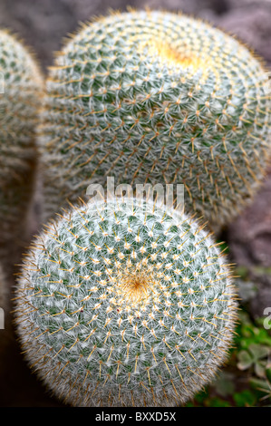 Mammillaria celsiana ("Golden Puntaspilli') un cactus globulare Foto Stock