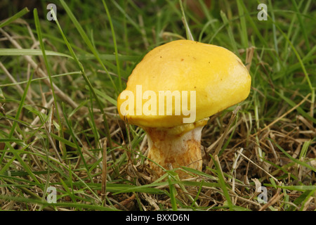 Il larice Bolete Suillus grevillei Foto Stock