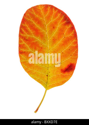 Caduto Foglie di autunno - Colorati luminosamente laeves. Foto Stock