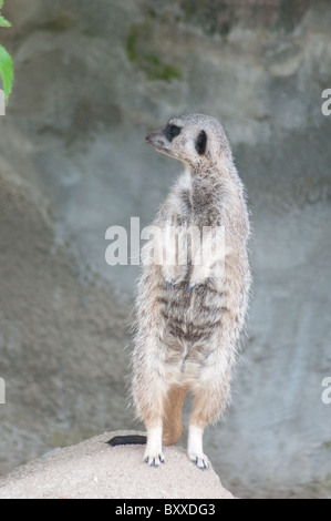 Meerkat, Suricata suricata; Potters Park Zoo, Zoo Foto Stock