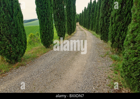 Cipressi lungo vialetto, Toscana, Italia Foto Stock