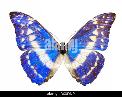 Morpho helena Butterfly Foto Stock
