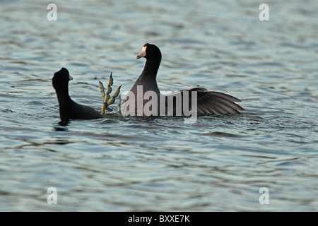 Folaghe americane cercando di guadagnare il piede superiore durante una lotta. Foto Stock