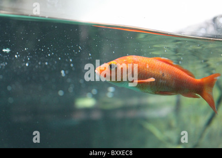 Pesci Rossi in acquario Foto Stock