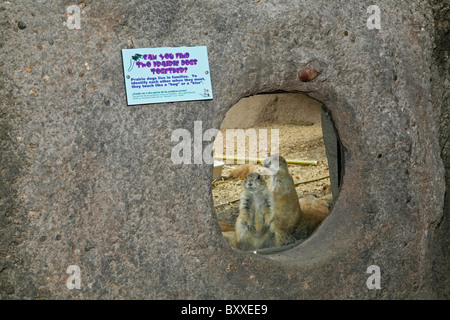 Kronkosky's tiny Tot natura Spot, Zoo di San Antonio, TX Foto Stock