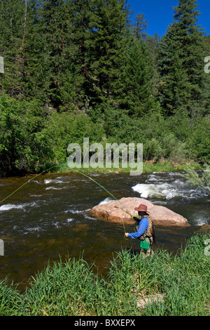 La pesca a mosca il grande Thompson River vicino a Loveland, Colorado, Stati Uniti d'America. Foto Stock