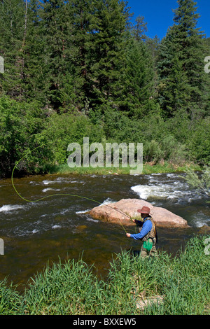 La pesca a mosca il grande Thompson River vicino a Loveland, Colorado, Stati Uniti d'America. Foto Stock