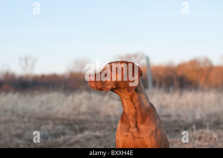 Un ritratto di una seduta Vizsla cane in un campo della molla. Foto Stock