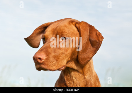 Un primo piano colpo di un Vizsla cane che è girare la testa. Foto Stock