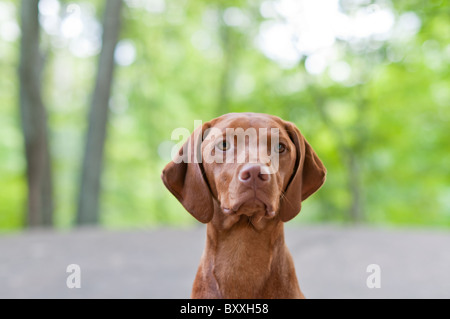 Un primo piano colpo di un cane Vizsla (ungherese puntatore) con profondità di campo ridotta. Foto Stock