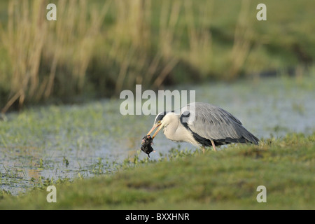 Airone cenerino mangiare una mole,questa immagine è uno dei quattro dello stesso uccello Foto Stock