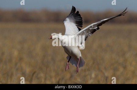 Snow Goose sbarcano su motivi di alimentazione in Apache del Bosque, Nuovo Messico. Foto Stock