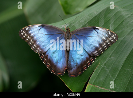 Blue Morpho Butterfly, Morpho peleides, Nymphalidae, Sud America Foto Stock