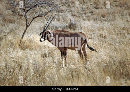 Oryx nel Tsavo West National Park, il Kenya. Foto Stock