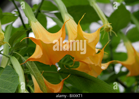 Angeli trombe, Brugmansia x candida, 'Grand Marnier', Solanaceae Foto Stock