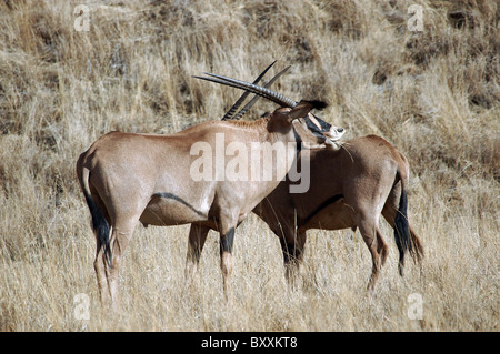 Oryx nel Tsavo West National Park, il Kenya. Foto Stock