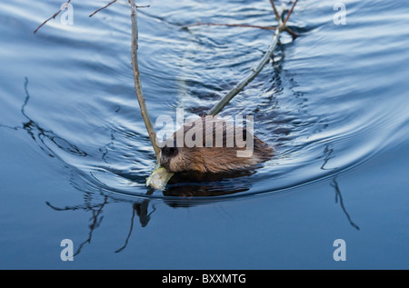 Una chiusura di un selvaggio beaver nuoto e tirando lungo il ramo di un albero che ha tagliato per il suo approvvigionamento di cibo. Foto Stock