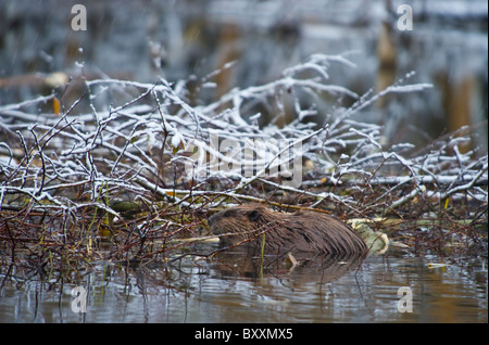 Un castoro nutrirsi del suo inverno offerta alimentare Foto Stock