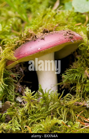 Gamberetti (fungo Russula xerampelina) un fungo commestibile crescente selvatici nella foresta di Oregon. Stati Uniti d'America Foto Stock