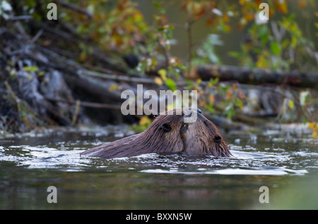 Due castori giocando nel loro beaver pond vicino al beaver lodge. Foto Stock