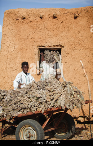 In Fulani villaggio di Jolooga nel nord del Burkina Faso, sorgo è raccolto e conservato in un grainery. Foto Stock