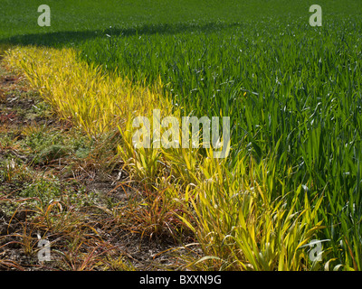 Close-up su un campo di giovani germogli di mais. Foto Stock